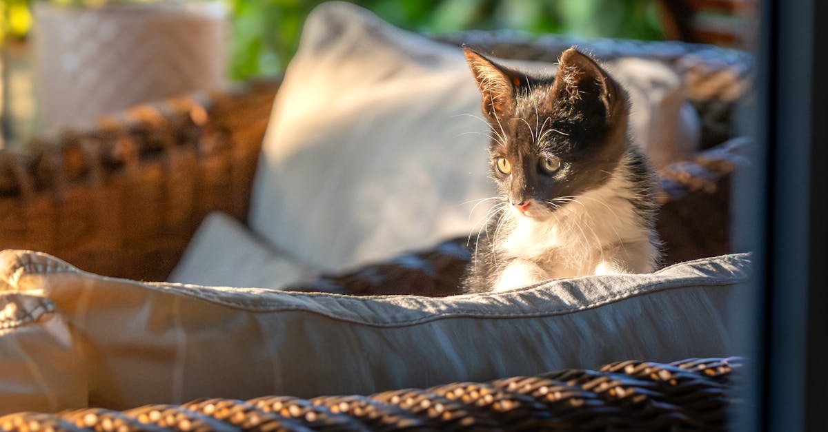 반려동물 가구 공기청정기 추천 TOP 5